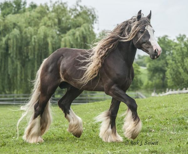 Sir Royal Gold a silver dapple Gypsy stallion